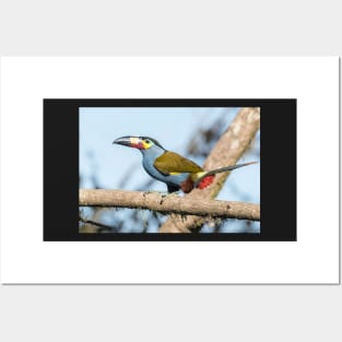 Plate-billed mountain toucan Posters and Art